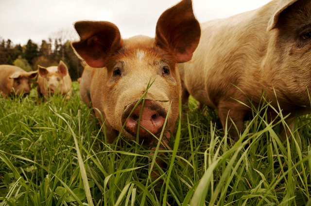 Wie der Antheringer Sperlbauer eines Tages am Biertisch auf die Idee gekommen ist, Bio-Schweine zu züchten, und viele Berichte mehr zeigen unter dem Motto "Echt Flachgau" viele engagierte Menschen in der Bezirksblätter-Schwerpunktausgabe anlässlich der Woche der Landwirtschaft.