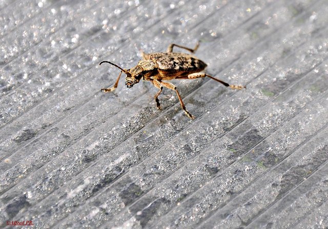 Käfer im Garten Thema auf meinbezirk.at