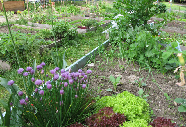 Der Bezirk Währing und die Wiener Stadtgärten stellen die Fläche für den Gemeinschaftsgarten zur Verfügung.
