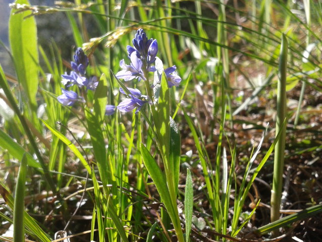 Leider kenne ich diese kleinen blauen Blümchen nicht, aber gefallen haben sie mir sehr. Gesehen auf der Meisterebenalm.