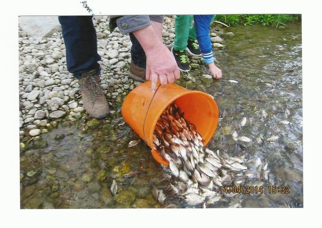 "Im Mitterwasser, dem rechten großen Altarm der Donau, wurden kürzlich insgesamt 400 Kilogramm  Giebel als Teil-Fischbesatz 2014 ausgesetzt", informiert  
Hans Nöbauer aus Abwinden. | Foto: Nöbauer