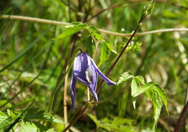 Clematis alpina