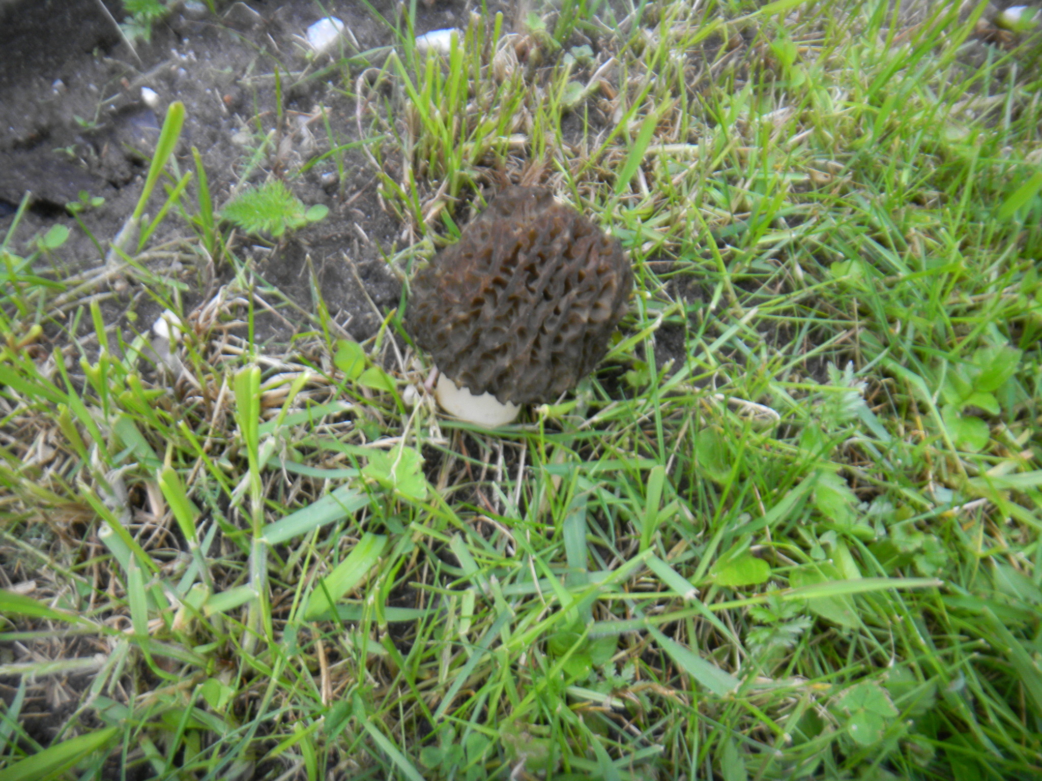 Mein erster Morchel im Garten Pinzgau