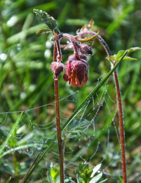 Ein Rosengewächs