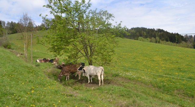 Damit Milch und Fleisch produziert werden können, müssen im Grünland optimale Bedingungen bestehen. | Foto: Huber