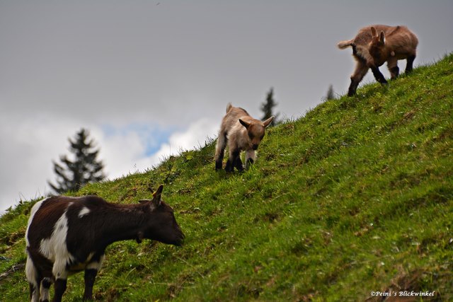 ...begegnet man im Moment im Wildpark Assling