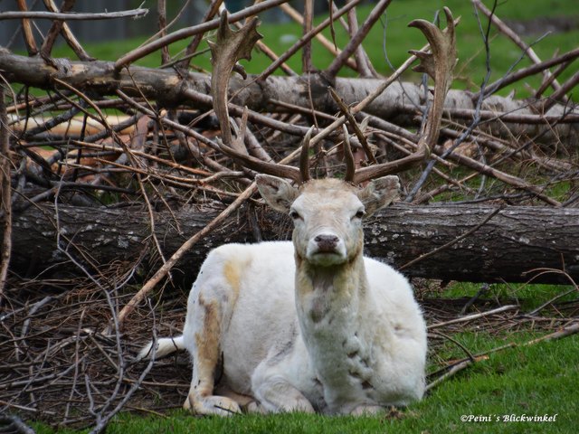 und er fällt direkt im Wildpark einem ins Auge