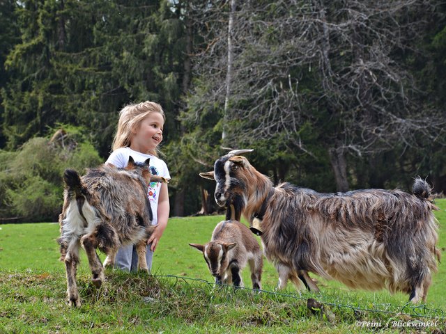 ...hat sich Ylvie im Wildpark Assling gefühlt