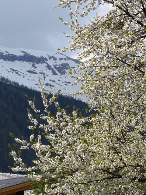 Die Vogelkirsche blüht und der Winter ist noch zu sehen