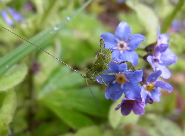 Mit freiem Auge kaum zu sehen. Aber das Makro, das bringt's!