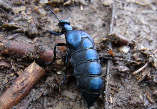 Er ist ca. 3 cm groß. Wer kennt ihn?