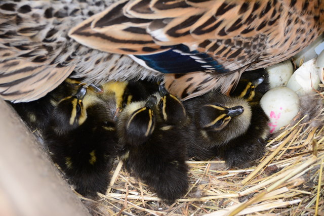 kurz nach Ostern schlüpfen die ersten Enten - Kücken