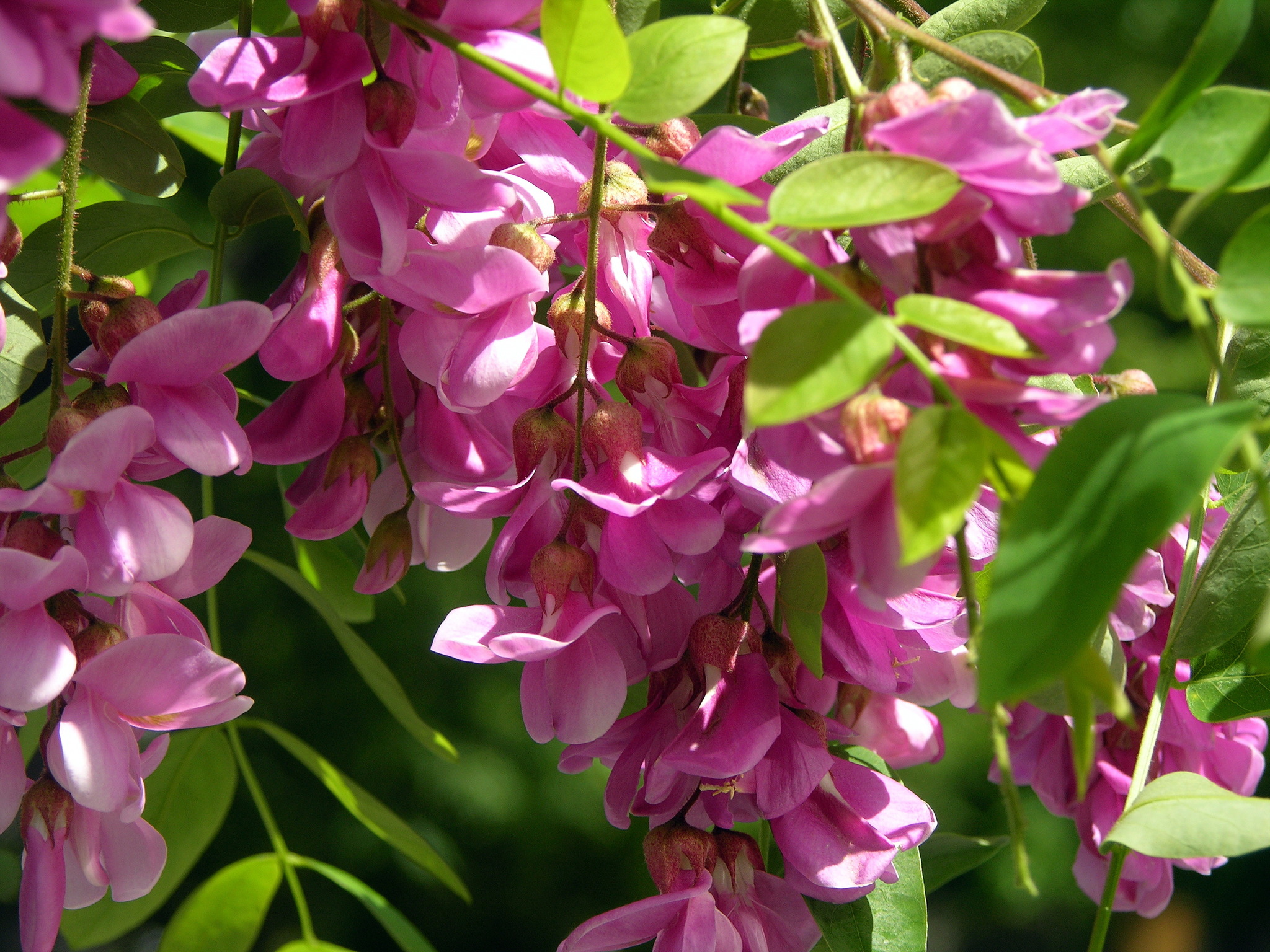 Akazienblüten Rezepte - Ausgebackene Akazienblüten Rezept