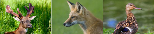 Einbruch bei Jagd- und Fischereigeschäft | Foto: Wurzl-Bauer