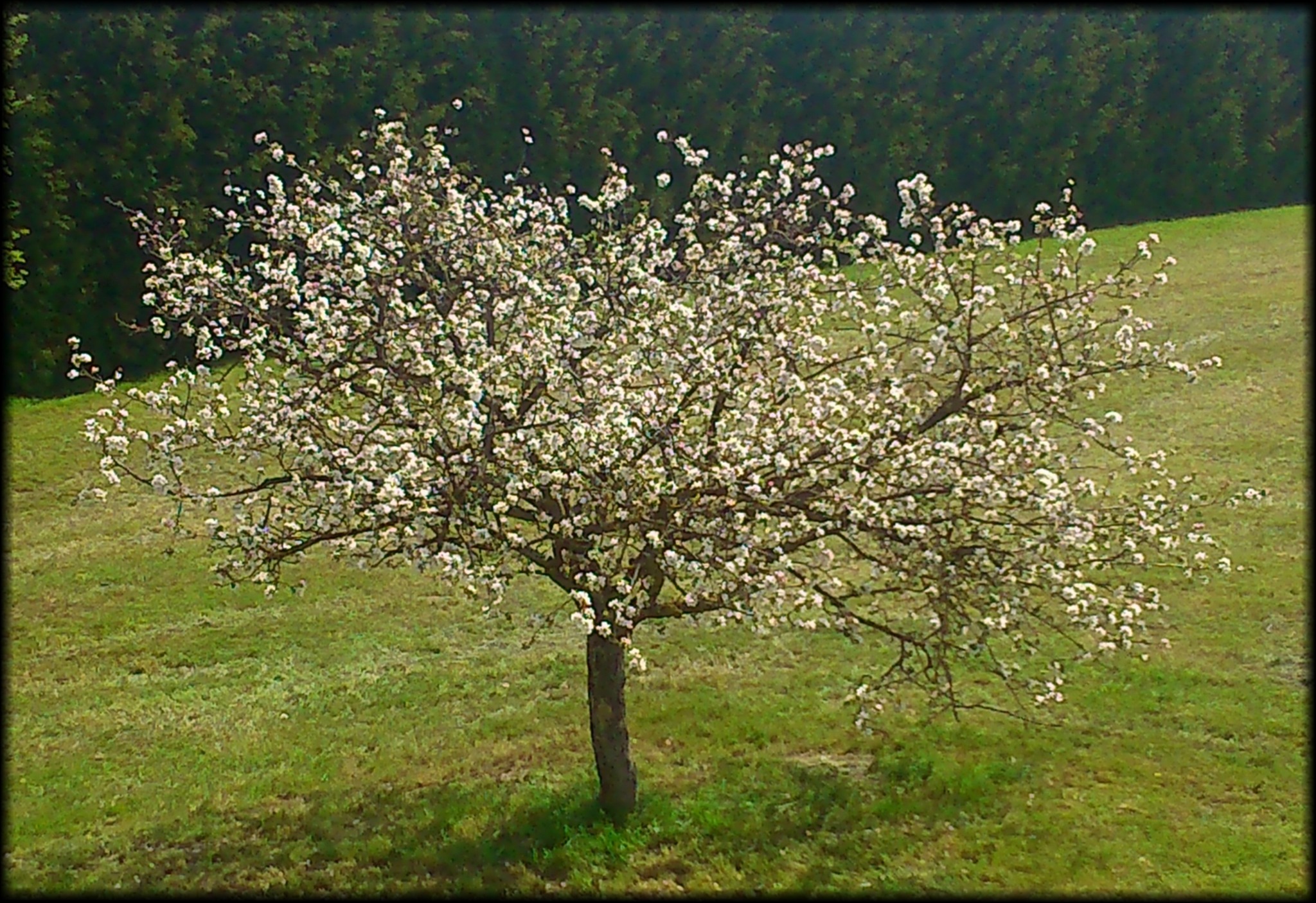 Das blühende "einsame Bäumchen "! Schärding