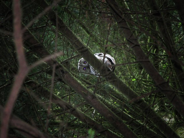 Jahrelang streife ich durch die heimischen Wälder, und nun guckt er von weit oben direkt in die Kamera - Jackpot!!