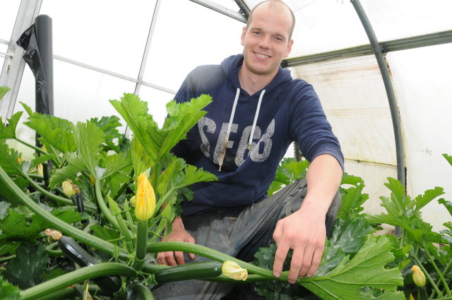 Grüne und sogar gelbe Zucchini mit Zucchiniblüten wachsen im Folienhaus von "Kracherbauer" Martin Brötzner.