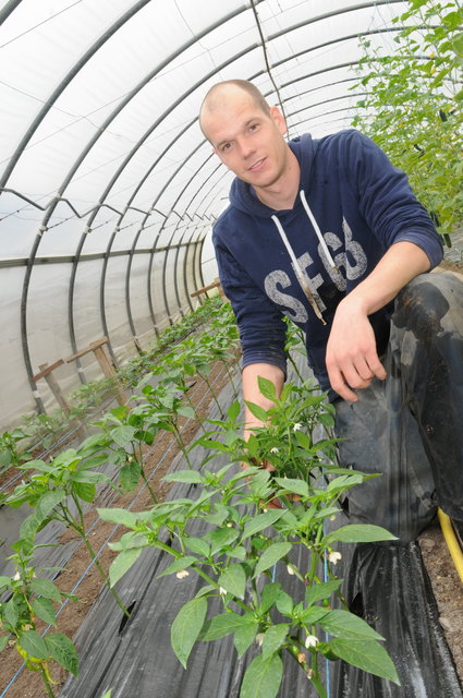 Paprikajungpflanzen gibt es derzeit – später dann auch frische Paprika.