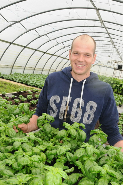 Basilikum und andere Kräuter wie Minze oder Dill wachsen ebenfalls beim "Kracherbauer" Martin Brötzner.