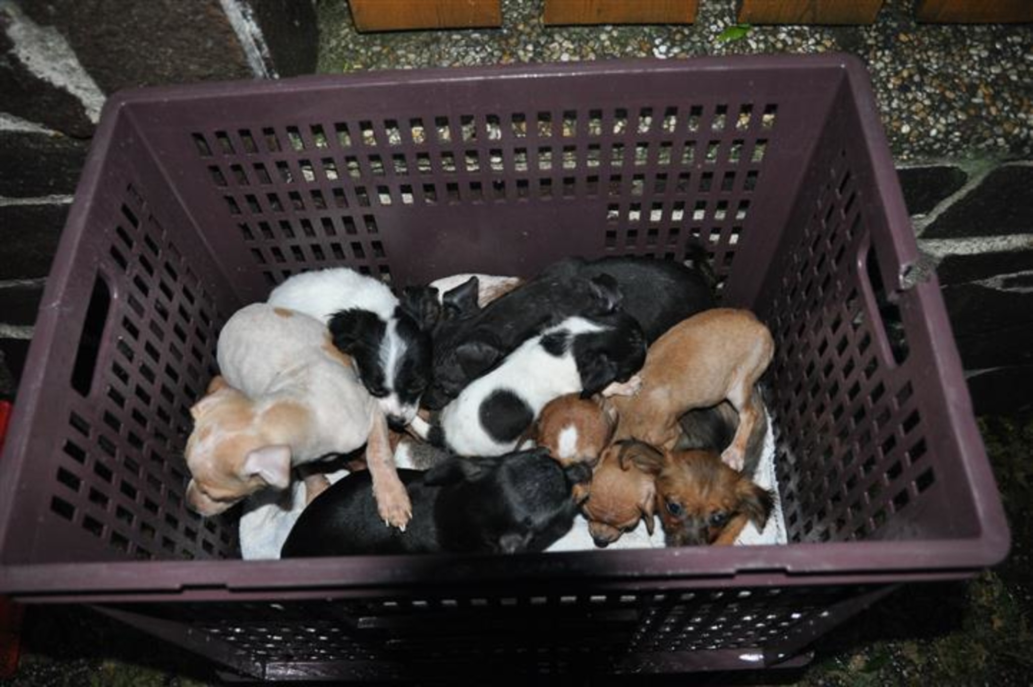 Hunde Zu Verschenken In Lübeck Hundewelpen in Bruck ausgesetzt - Bruck an der Leitha