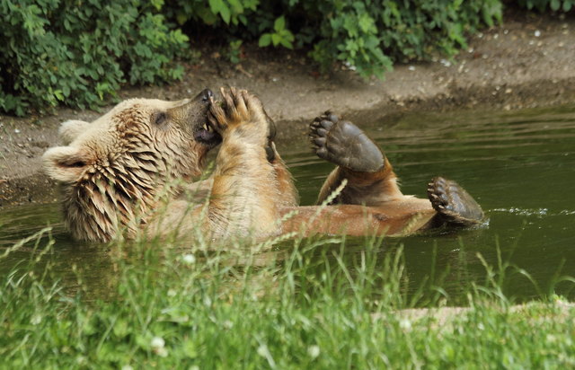 Foto: Bildnachweis honorarfrei: Vier Pfoten, Knöpfer