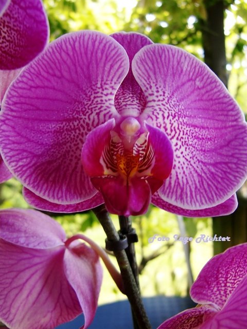 Die großen Blütenblätter der Phalaenopsis  mit wunderbarer Zeichnung