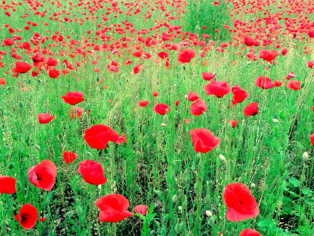 Jetzt kommen die lustigen Tage ... denn im Sommer, da blüht der rote, rote Mohn...