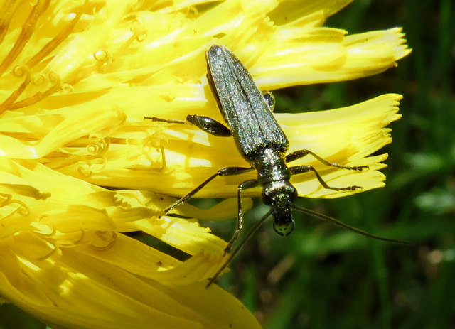 Der Moschusbock auf der Löwenzahnblüte - Bild 2
