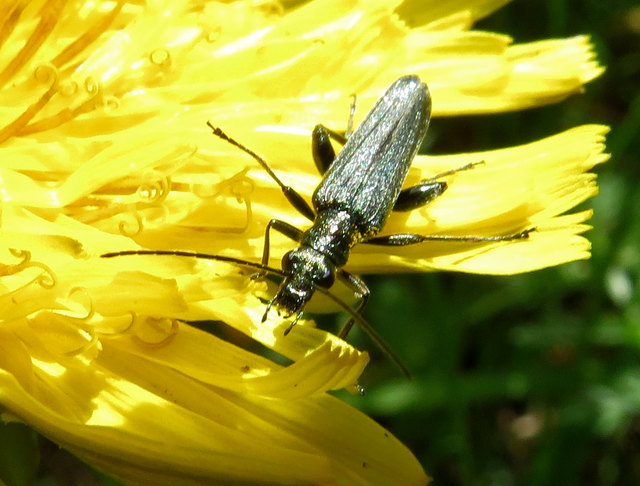 Der Moschusbock auf der Löwenzahnblüte - Bild 3