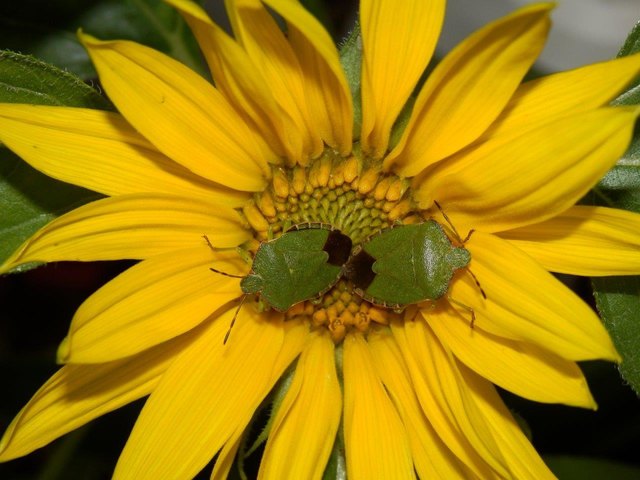 Die Grüne Stinkwanze, auch als Gemeine Stinkwanze, oder Gemeiner Grünling (Palomena prasina) bezeichnet, ist eine Wanze aus der Familie der Baumwanzen (Pentatomidae).