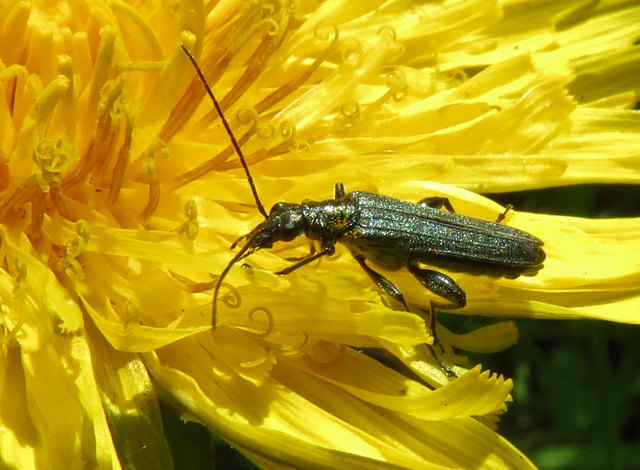 Der Moschusbock auf der Löwenzahnblüte - Bild 4