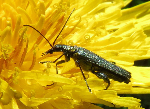 Der Moschusbock auf der Löwenzahnblüte - Bild 5