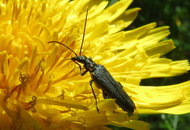 Der Moschusbock auf der Löwenzahnblüte - Bild 6