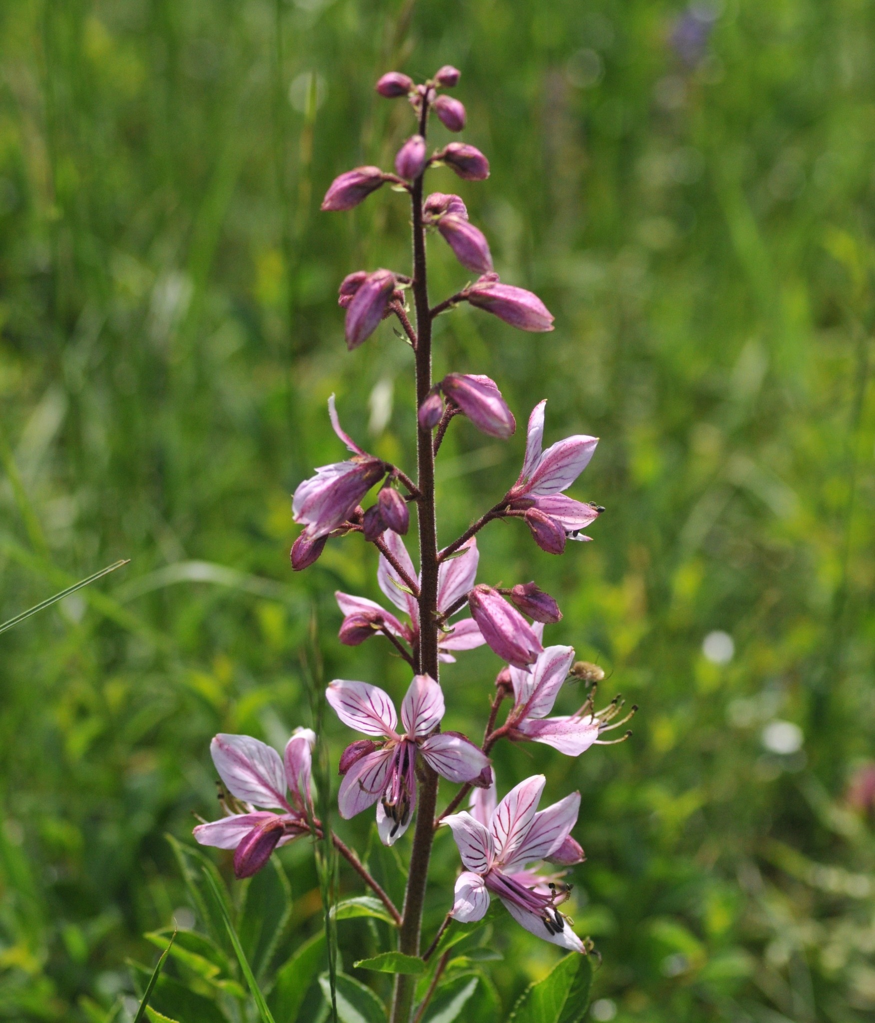 Naturschutzgebiet Eichkogel - Mödling