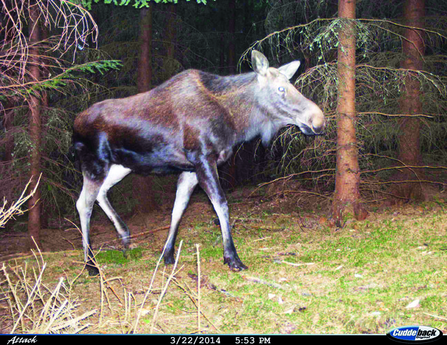 Ein Elch wurde mittels Fotofalle am rechten Moldauufe nachgewiesen. | Foto: Foto: TransLynx Projekt