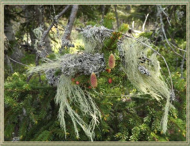 Ein Bild für meine Freunde aus der Natur