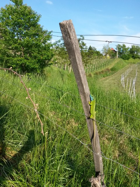 Im Bioweingarten von Otto Knaus tummeln sich viele Tiere. So auch diese Smaragd-Eidechse.
