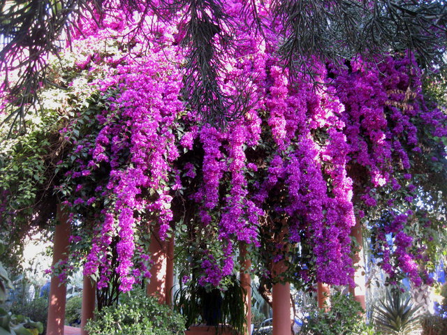 Bougainvillea