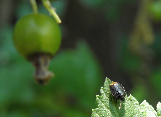 Schwarze Johannisbeere und Erdwanze Legnotus limbosus im Vergleich