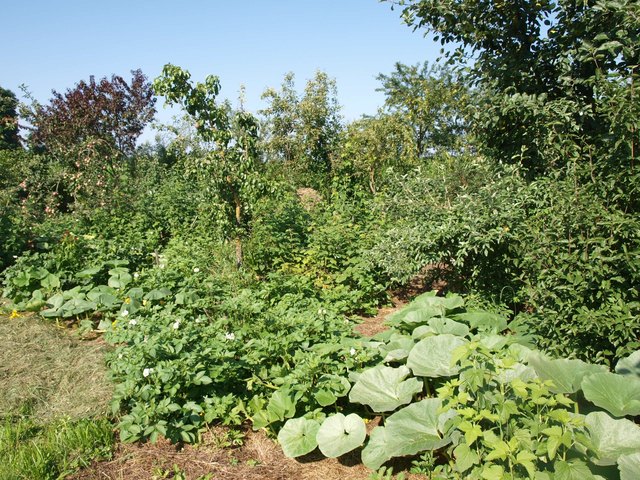 Randzonen und Übergänge sind immer Flächen mit der höchsten Biodiversität und der daraus resultierenden höchsten Fruchtbarkeit.