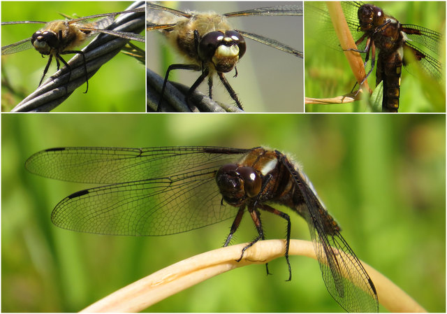 Plattbauchlibelle