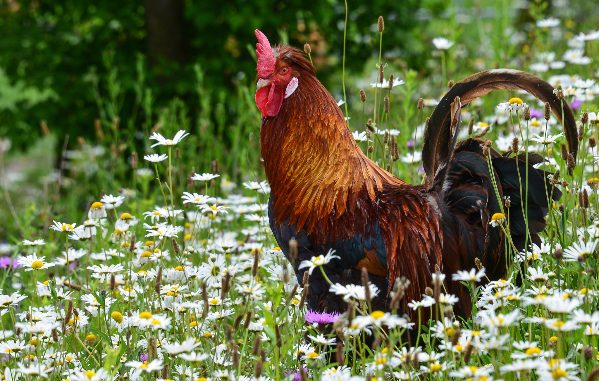 Sulmtaler Hahn in märchenhafter Blumenwiese - Lavanttal