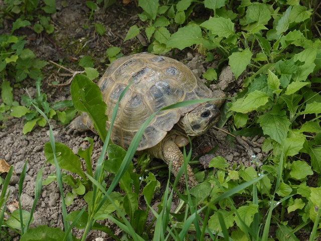 Diese Schildkröte ist ihrem Besitzer ausgebüxt und wurde in Urfahr gefunden. | Foto: Tierheim Linz