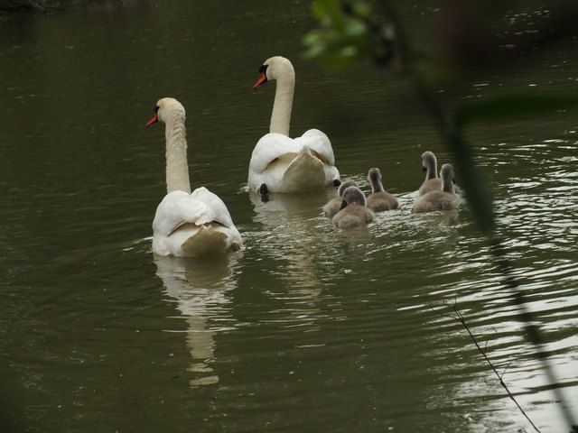 Idylle pur ... wenn die Schwanenfamilie mit ihren Jungen am Wasser dahingleitet!