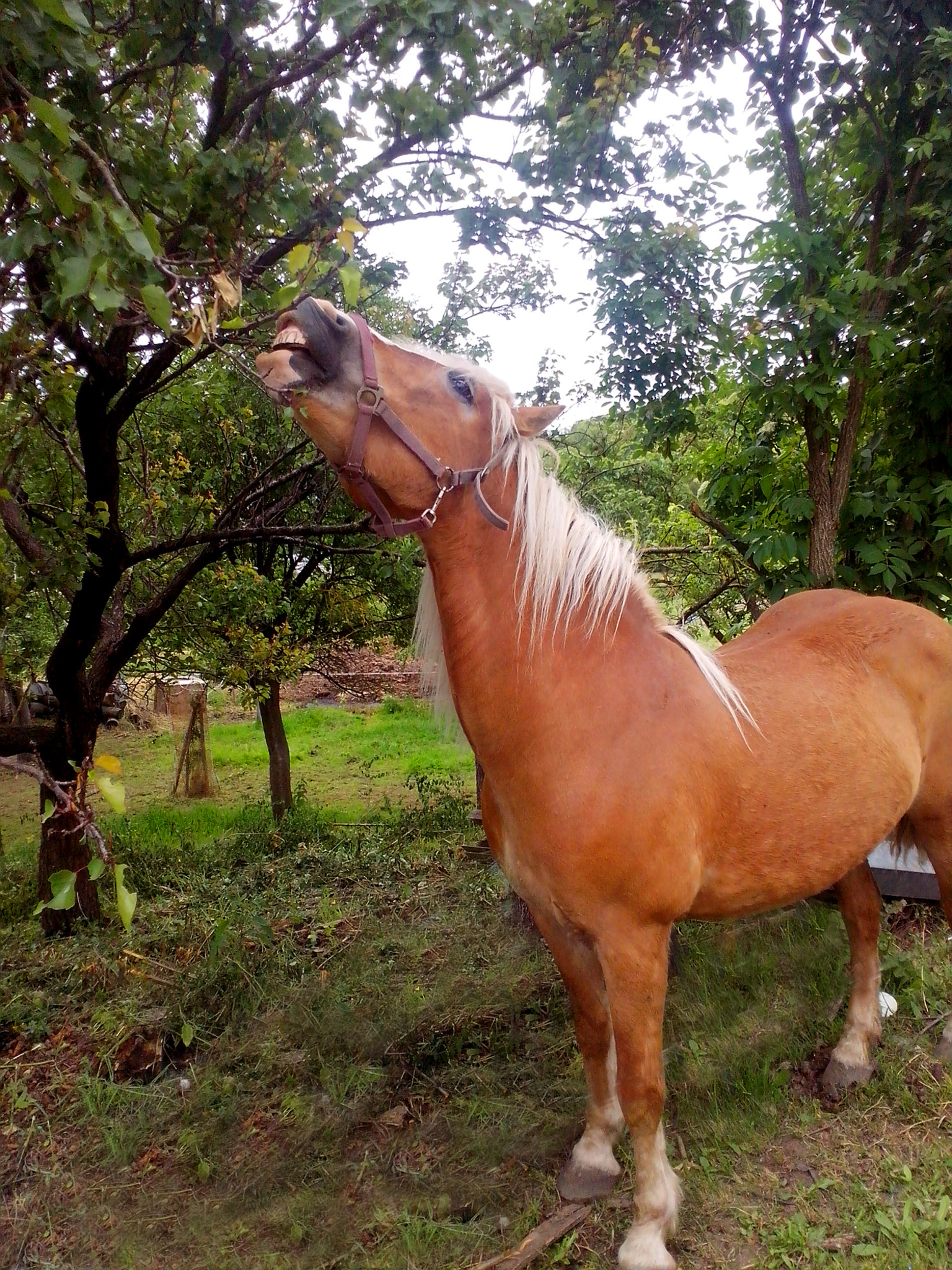 Die süßesten Früchte... Triestingtal