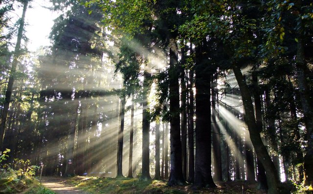 Der Wald ist nicht nur ein wichtiger Wirtschaftsfaktor, er sichert auch die Wasservorkommen oder verbessert den Lufthaushalt