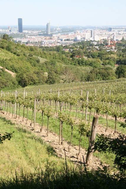 Blick auf die Weinberge und die Stadt Wien (c) Thomas Wolff