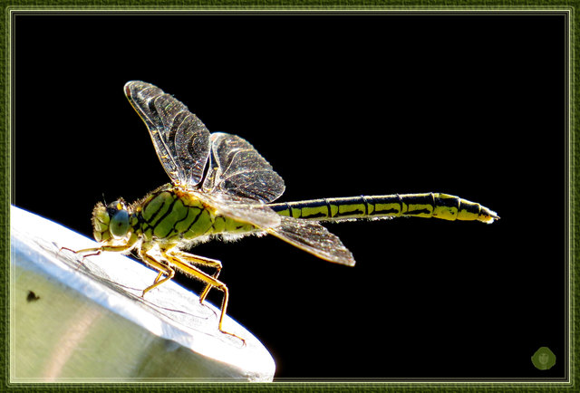 Die Westliche Keiljungfer (Gomphus pulchellus) ist eine Libellenart aus der Familie der Flussjungfern (Gomphidae). Diese gelb-schwarz gefärbte Großlibelle (Anisoptera) besiedelt als einzige Vertreterin ihrer Familie vorwiegend stehende Gewässer – alle anderen Gomphiden benötigen Fließgewässer für ihre Larvalentwicklung. Der aus dem Griechischen und Lateinischen zusammengesetzte wissenschaftliche Name bedeutet so viel wie „hübscher Keil“.  (Info: Wikipedia)
