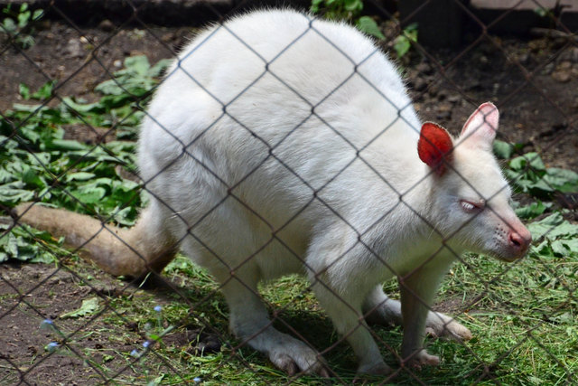 Albino-Känguru