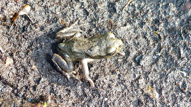 Nicht einmal so groß wie der Nagel des kleinen Fingers ist dieser winzige Moorfrosch, der sich optisch kaum vom blanken Moorboden abhebt.